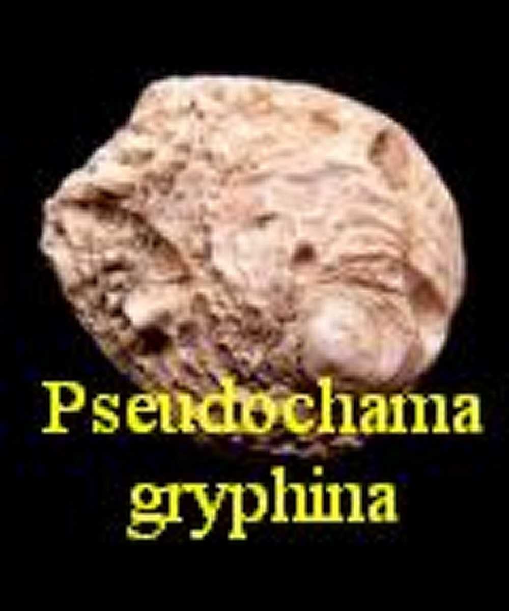Pseudochama gryphina, Lamarck 1819