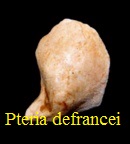 Pteria (Electroma) defrancei, Deshayes 1858