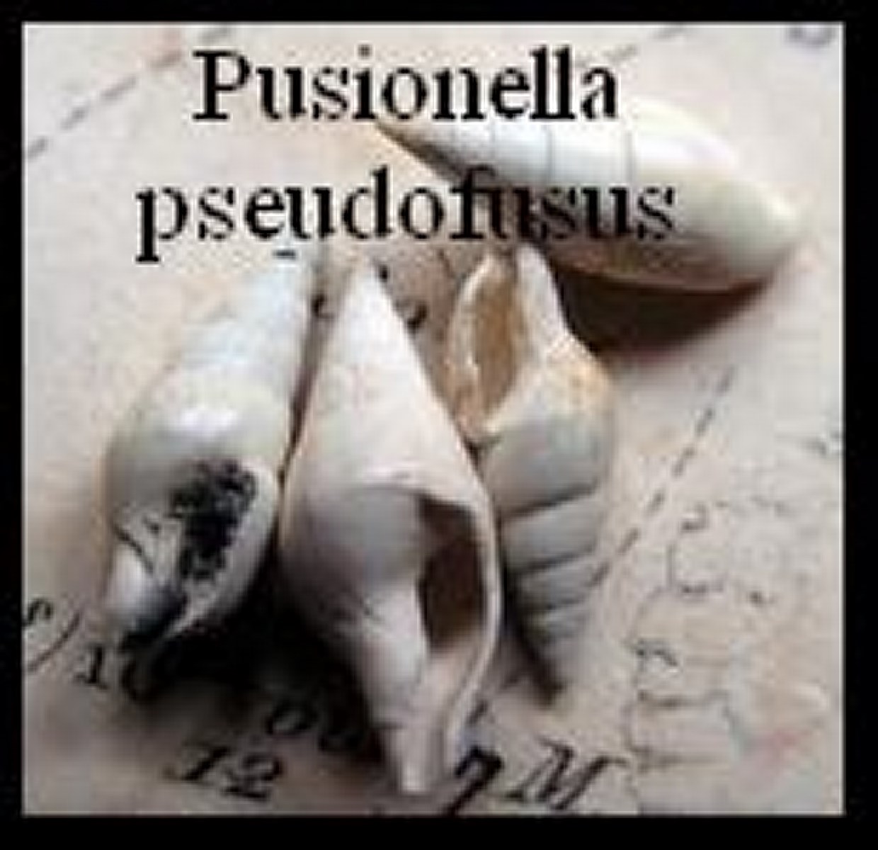 Pusionella pseudofusus 