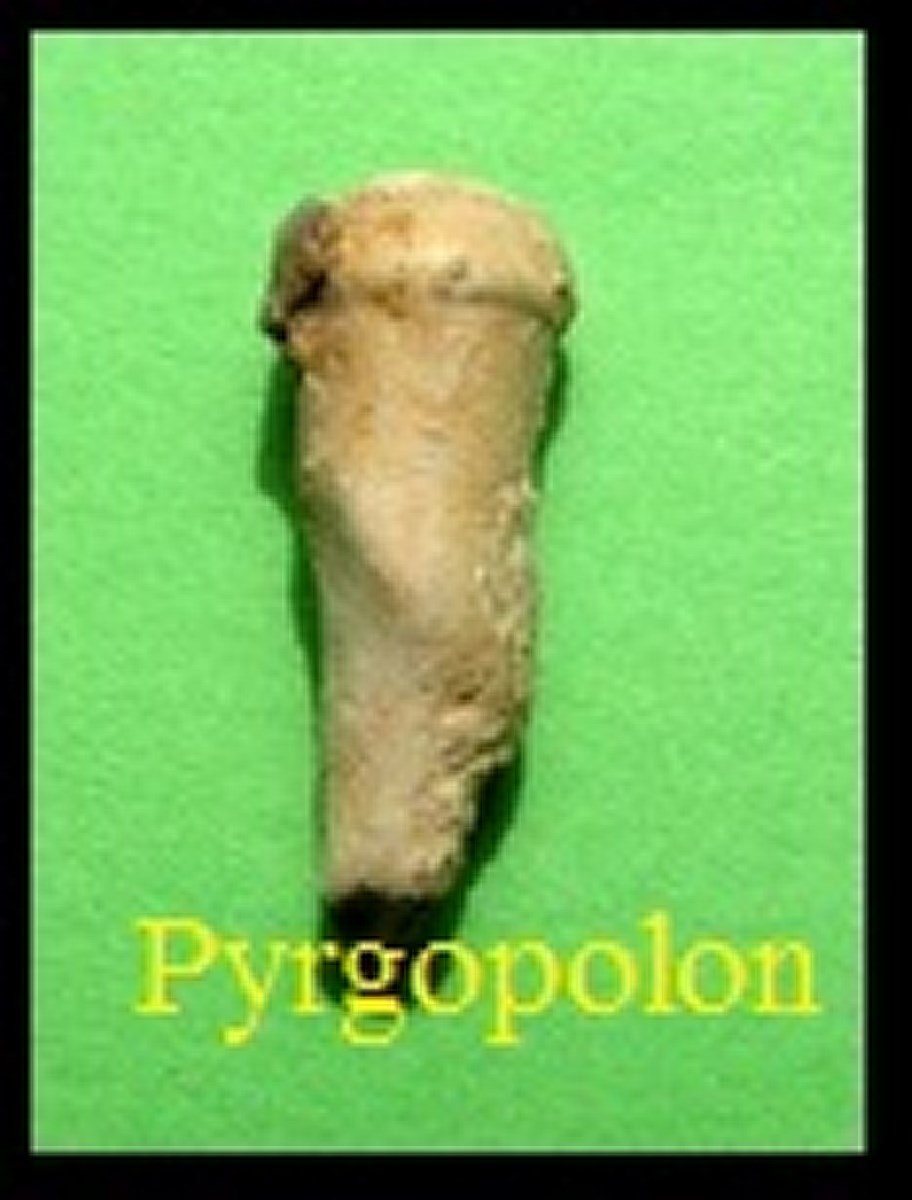 Pyrgopolon sp