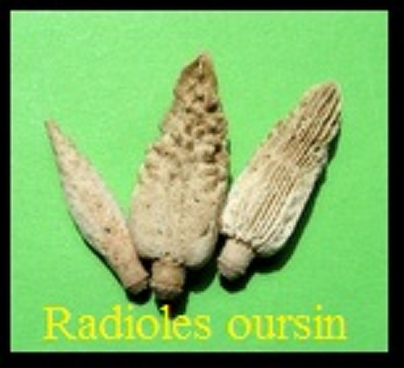 radiole Tylocidaris
