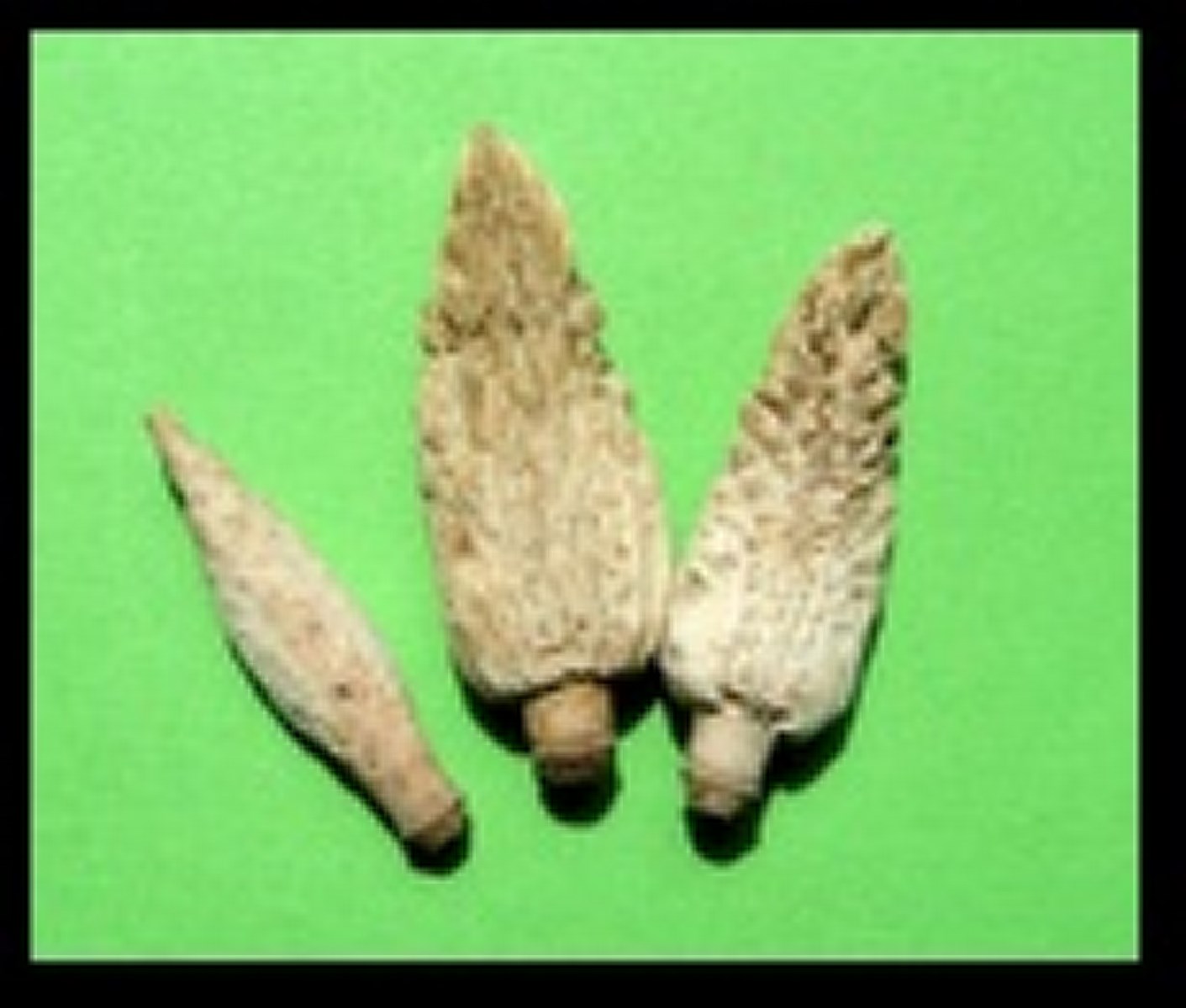 Tylocidaris ohshimai