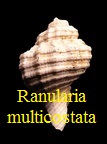 Ranularia multicostata, Cossmann & Peyrot 1923