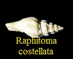 Raphitoma costellata, Lamarck 1804