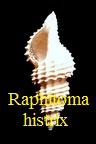 Raphitoma histrix, Bellardi 1847