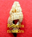 Retizafra rissoides, Grateloup 1834