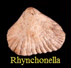 Rhynchonella sp. Genre Kallirhynchia