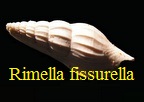 Rimella fissurella, Linné 1767