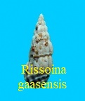 Rissoina (s. str.) gaasensis, Cossmann 1921