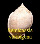 Semicassis grateloupi f. varicigena, Cossmann et Peyrot 1924