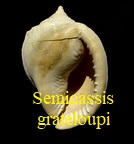 Semicassis grateloupi, Deshayes 1853