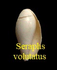 Seraphs volutatus, Solander in Brander 1766