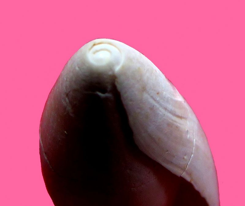Seraphsidae - † Seraphs volutatus (Solander in Brander, 1766) Seravolu14