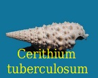 Serraticerithium tuberculosum, Lamarck 1804