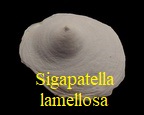 Sigapatella lamellosa, Deshayes 1824