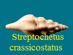 Streptochetus crassicostatus, Deshayes 1835 