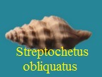 Streptochetus obliquatus, Deshayes 1835 197-7