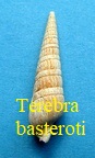 Strioterebrum basteroti, Nyst 1845