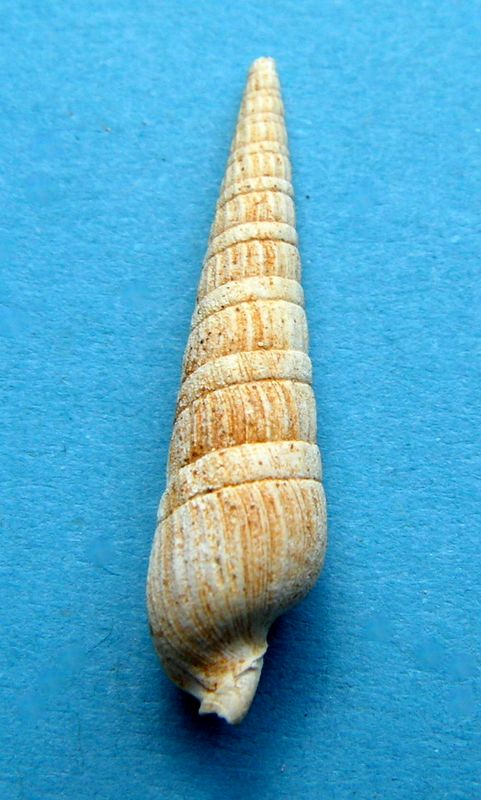 Terebridae - † Subula (Oxymeris) plicaria (Basterot, 1825) - Burdigalien Subuplic11