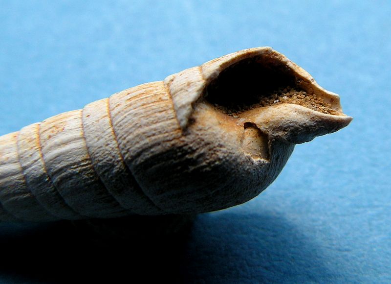 Terebridae - † Subula (Oxymeris) plicaria (Basterot, 1825) - Burdigalien Subuplic_0