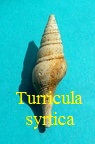 Turricula (Surcula) striatulata syrtica