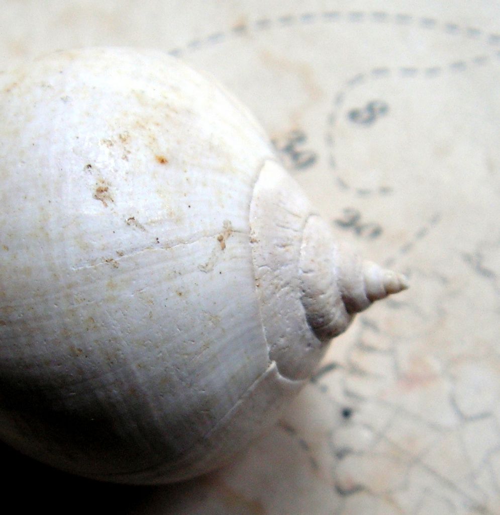 Melongenidae - † Sycostoma bulbus (Solander in Brander, 1803) - Lutécien (Damery 51 F.) Sycostoma_bulbus_0