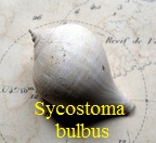Sycostoma bulbus, Solander 1766 