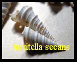 Turritella secans, Cossmann et Peyrot 1922