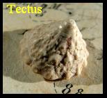tectus
