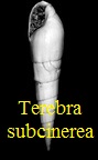 Terebra (Hastula) subcinerea, d' Orbigny 1852