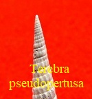 Terebra (Hastulopsis) pseudopertusa, Bratcher & Cernohorsky 1985