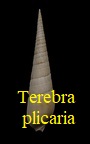 Terebra (Hastula) plicaria, Basterot 1825