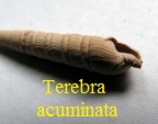 Terebra acuminata, Borson 1820