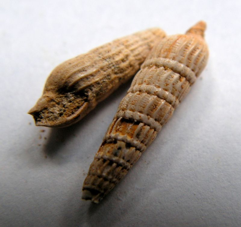 Terebridae - † Terebra basteroti (Nyst, 1843) - Burdigalien de l' Aquitain Terebast_0