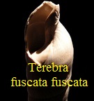 Terebra fuscata fuscata, Brocchi 1814