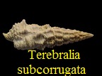 Terebralia subcorrugata subinterruptum, d' Orbigny1852