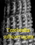 Terebralia subcorrugata, d'Orbigny 1852