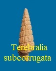 Terebralia subcorrugata, d'Orbigny 1852