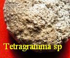Tetragramma sp.