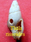 Thala cf rissoides, Grateloup 1833