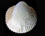 Trachycardium porulosum, Lamarck