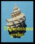 Trigonostoma geslini, Basterot