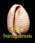 Trivia burdigalensis, d' Orbigny 1852