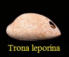 Trona leporina, Lamarck 1810