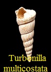 Turbonilla multicostata, Adams 1850