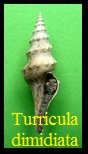 Turricula (Surcula) dimidiata, Brocchi 1814