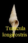 Turricula (Surcula) striatulata longirostris, Grateloup 1832