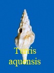 Turris aquensis, Grateloup 1832