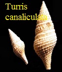Turris canaliculata, Benoist 1873 