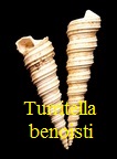 Turritella (Haustator) benoisti, Cossmann & Peyrot 1922